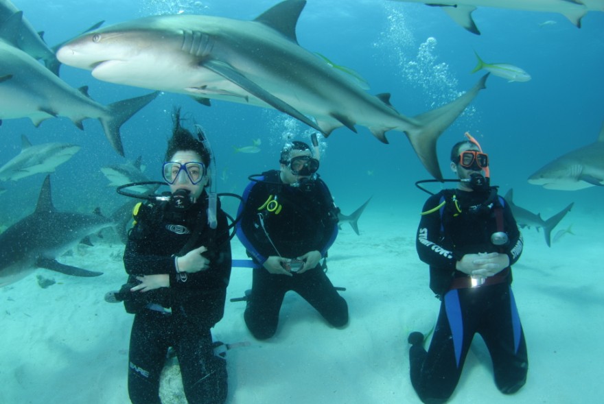 Best Dive Sites In Bahamas at Amber Quinones blog